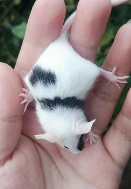 Black Piebald Fancy Show Mouse Mouse Pet, Fancy Mouse, Baby Rats, Rat Toys, Black Mouse, Pocket Pet, Pet Mice, Cute Rats, Mouse Rat