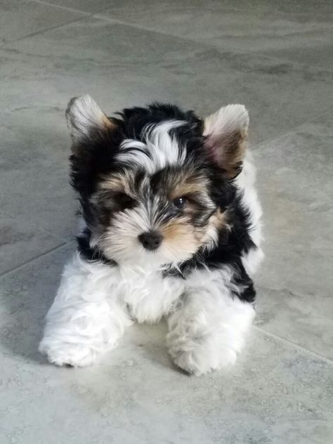 Yorkies Puppies, Teacup Yorkies For Sale, Cute Fluffy Puppies, Teacup Yorkies, Adorable Food, Yorkie Puppies For Sale, Yorkies For Sale, Teacup Yorkie Puppy, Cute Small Dogs