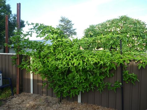 Vines Trellis, Trellis Ideas Garden, Passion Fruit Vine, Outdoor Trellis Ideas, Passionfruit Flower, Picking Garden, Passionfruit Vine, Passiflora Edulis, Passion Fruit Plant