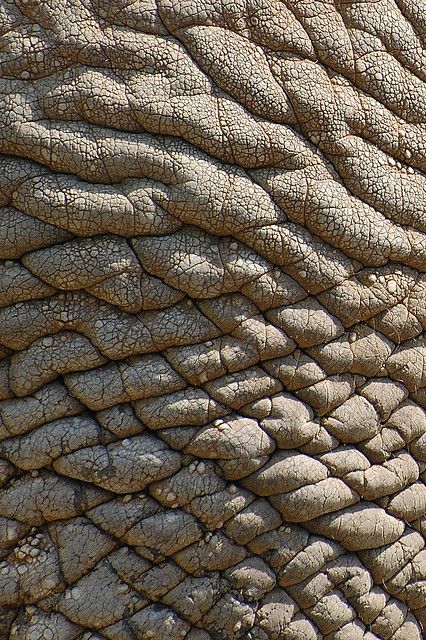 real elephant skin, texture for layer by † David Gunter, via Flickr Elephant Skin, Texture Inspiration, Elephant Love, Animal Skin, Natural Forms, Skin Texture, 인물 사진, Surface Textures, Patterns In Nature