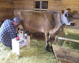 Easy Hand Milker Hand Milking Cows, Milk Parlor, How To Be Self Sufficient, Old Soldier, Homestead Skills, Living Off Grid, Horse Fencing, Jersey Cow, Dairy Cow