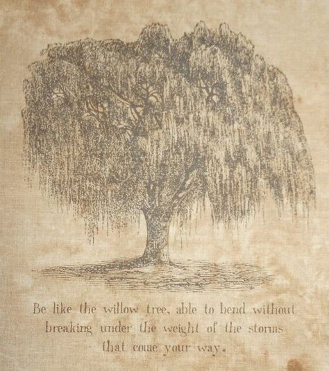 Willow Tree Quotes, Willow Tree Meaning, Willow Tree Art, Tree Meanings, Tree Tat, Willow Tree Tattoos, Tree Quotes, Willow Trees, Weeping Willow Tree