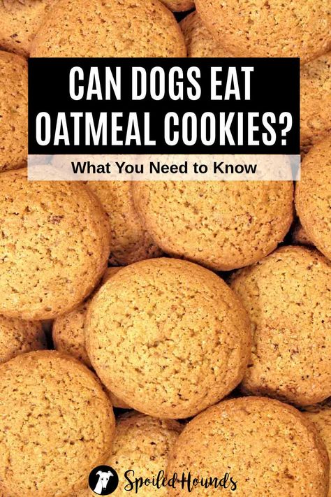 Can dogs eat oatmeal cookies? Keep your dog safe and find out what you need to know about dogs eating oatmeal cookies, oatmeal raisin cookies, and iced oatmeal cookies. #dogsafety #doghealth #doginformation #dogownertips #pethealth #oatmealcookies Dog Oatmeal Cookies, Oatmeal Cookies For Dogs, Cookies Oatmeal Raisin, Cookies For Dogs, Dog Cookie Recipes, Dogs Eating, Cookies Oatmeal, Iced Oatmeal Cookies, Oatmeal Cranberry Cookies