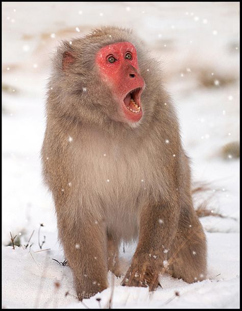 Snow Monkey by RonaldCoulter via http://ift.tt/1Shwn89 Monkey Reference, Snow Monkeys Japan, Asian Animals, Monkey Photo, Japanese Monkey, Snow Monkeys, Macaque Monkey, Japanese Macaque, Snow Monkey