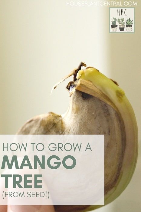 How to grow a mango tree in your home - from seed! #propagation #indoorgardening Growing Mango From Seed, Mango Tree From Seed, Growing Mango, Tree Propagation, Houseplant Inspiration, Seed Propagation, Indoor Gardening Supplies, Seed Growing, Mango Seed