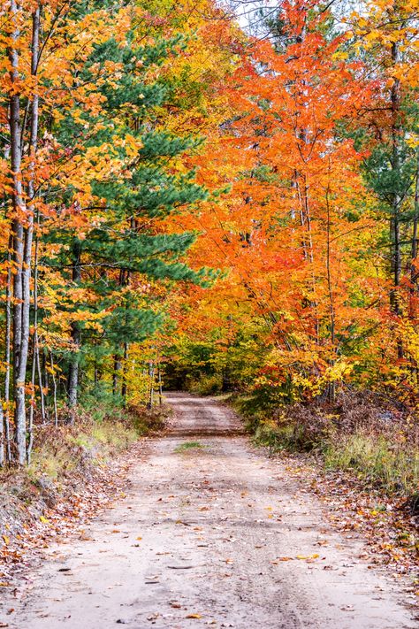 Michigan in the Fall Michigan Fall, Fall Backgrounds Iphone, Fall Backgrounds, Fall Trees, Backgrounds Iphone, West Coast Road Trip, Fall Background, Fun Shots, Northern Michigan