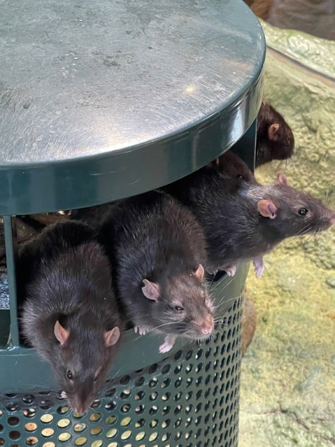 Street Rats Aesthetic, Group Of Rats, Rat Swarm, Skansen Stockholm, Rat Mask, Rat Aesthetic, City Rats, James Herbert, Black Rat