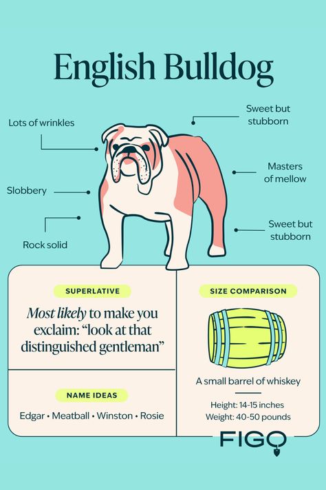 Step into the world of English Bulldogs with our ultimate breed guide! Dive into their history, understand the unique Bulldog temperament, and explore their special care needs. English Bulldog Care, Bulldog Breeds, Dog Ages, Pet Blog, Heart Conditions, English Bulldogs, Pet Dander, Dog Activities, Skin Issues