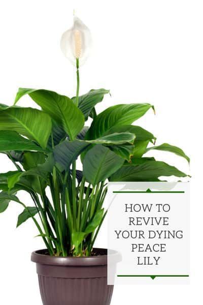 How To Grow Peace Lily House Plants, Caring For A Peace Lily Houseplant, How To Care For Peace Lily Houseplant, How To Take Care Of A Peace Lilly, Peace Lilies Care, Peace Plant Care, Care For Peace Lily Plant, Peace Lily Care Outdoor, How To Care For Peace Lily Plant