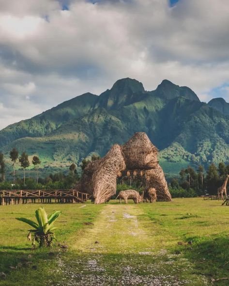 🌿🦍 Every moment is pure magic The most incredible experience with Primates Adventure on a gorilla trekking trip in Rwanda! From the breathtaking views to the awe-inspiring gorillas, 🏞️✨ Book your adventure now and make memories that will last a lifetime. 📍: Volcanoes National Park 🌍: Rwanda 🇷🇼 Gorilla safari, Gorilla trekking, wildlife safari/ Rwanda gorillas/ Savana nature. /traveler/monkeys / white colobus For Booking or inquiries : 📧info@primatesadventure.com 🪩www.primatesadventure.c... Volcanoes National Park Rwanda, Rwanda Africa, Countryside Aesthetic, Kigali Rwanda, African Landscape, Gorilla Trekking, African Love, Rift Valley, Volcano National Park