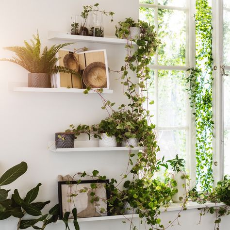 A white wall with wall shelves displaying plenty of plants and decor.    Forget the selfie, we are all about the shelfie! Shelves and wall ledges are the perfect opportunity to show your personal style, share a collection or organize your life. We have a selection of our favourite shelfies to inspire yours. Display Shelves Ikea, Ikea Picture Ledge, Wall Ledge, Picture Shelves, Picture Ledge, Inspire Me Home Decor, Plant Shelves, Ikea Hacks, Plant Wall