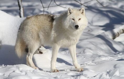 Arctic Wolf - Facts and Beyond | Biology Dictionary Types Of Wolves, Arctic Hare, Keystone Species, Arctic Wolf, Wildlife Habitat, Photo Competition, Endangered Animals, Lone Wolf, Wild Dogs