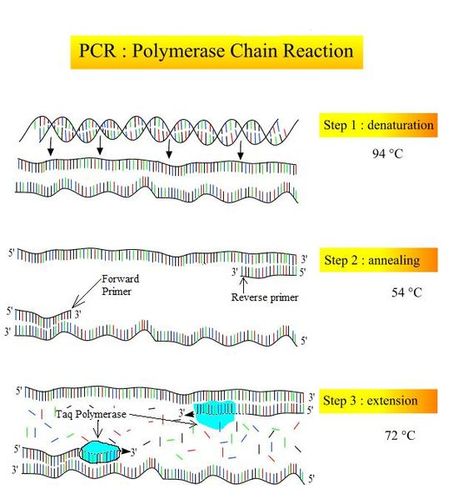 What is the Difference Between Denaturation and Renaturation of DNA Check more at https://in4arts.com/what-is-the-difference-between-denaturation-and-renaturation-of-dna.html Dna Sequencing, Dna Sequence, What Is The Difference Between, Body Care, Map