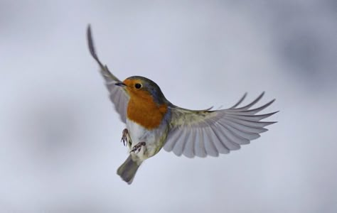 Robin In Flight, Robin Flying, Robin Bird Tattoos, Robin Tattoo, Robin Pictures, Vogel Tattoo, Winged Creatures, Image Film, Robin Bird