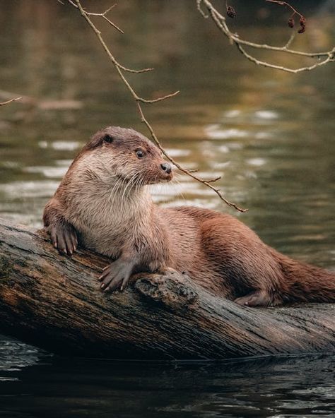 River Otter on Brown Tree Trunk · Free Stock Photo River Otter, River Fishing, Wild Creatures, Animal Species, Get Outdoors, Sea Animals, Brown Bear, How To Raise Money, Otters