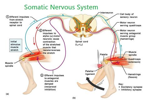 Somatic Nervous System | Definition, Function & Example Somatic Nervous System, Nervous System Diagram, Nervous System Anatomy, Feldenkrais Method, Muscle Testing, Physical Therapy Assistant, Peripheral Nervous System, Human Body Anatomy, Muscle Anatomy