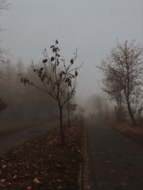 Her Tea Leaves Foggy Halloween Aesthetic, Mist Aesthetic Dark, Grey November Aesthetic, Grey Autumn Aesthetic, Dark November Aesthetic, Grey Fall Aesthetic, Morning Fog Aesthetic, Mist Aesthetic, Gray November