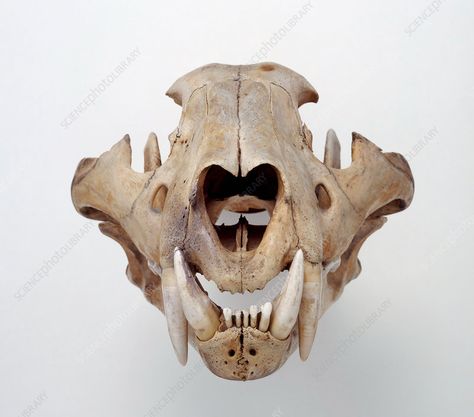 Lion skull - Stock Image - C051/5519 - Science Photo Library Skull Front View, Fig Drawing, Lion Skull, Panthera Leo, Lion And Lamb, Science Photos, Photo Library, Front View, Creative Writing