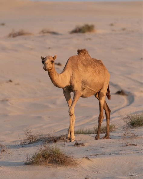 Qatar Desert 🐪 🏜 . . . . . #qatar #doha #dohaqatar #qatarphotographer #qatarphotography #qatardesert #safari #safariphotography #landscape #landscapephotography #landscapephoto #tourism #travel #visitqatar #worldcup2022 #desert #natur #naturephotography #naturelovers #naturphoto #animal #animalphotography #animalwildlife #wildlife #camel #wildcamel #wildlifephotography #wildlifephotographer #wildlifephoto #landscaplovers Arabic Pictures, Qatar Desert, Desert Wildlife, Indian Desert, Safari Photography, Animal Photography Wildlife, Desert Animals, Mexican Theme, Sketchbook Inspo