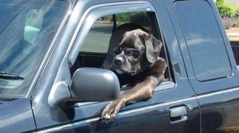 Past Progressive, Adoption Form, Dog The Bounty Hunter, They See Me Rollin, Cute Dog Pictures, Dog Car, Animal Photo, Big Dogs, Mans Best Friend