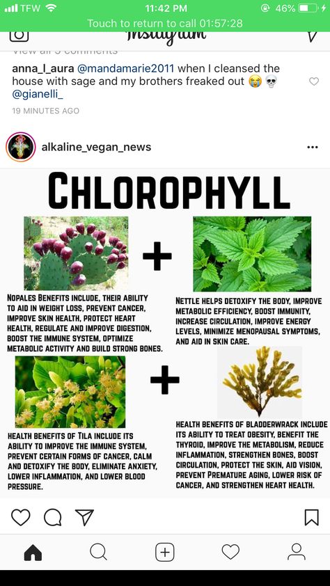 Chlorophyll ( Nopal, Nettle, Linden / Tillia etc) Alkaline Herbs, Healing Diet, Alkaline Recipes, Herbal Healing, Raw Food Diet, Alternative Healing, Herbs For Health, Alkaline Foods, Food Diet