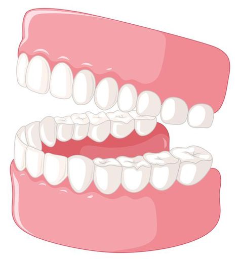 Tooth Poster, Dental Crown Procedure, Teeth Diagram, Dental Stickers, Mouth Anatomy, Tooth Anatomy, Dental Assistant School, Anatomy Chart, Teeth Model