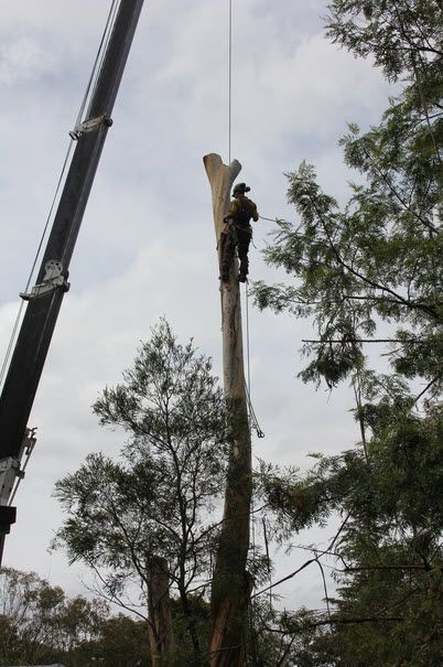 Gardeners Crows Nest Tree Lopping, Importance Of Trees, Tree Removal Service, Crows Nest, Land Clearing, Tree Felling, Tree Garden, Crow's Nest, Tree Pruning