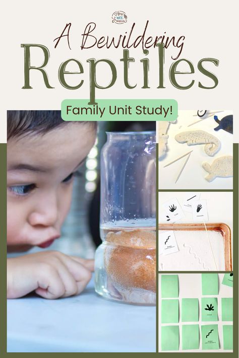 Reptiles Unit Study, Reptile Unit Study, Literacy And Numeracy Activities, Frog Unit Study, Reptiles Activities, Homeschool Themes, Math Art Projects, Toddler Science Experiments, Numeracy Activities