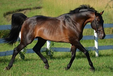 Pretty boy pretty boy Seal Bay Horse, Warmblood Stallion, Canadian Horse, Horse Markings, Horse Coat Colors, Warmblood Horses, Horse Breeder, Horse Colors, Horse Inspiration