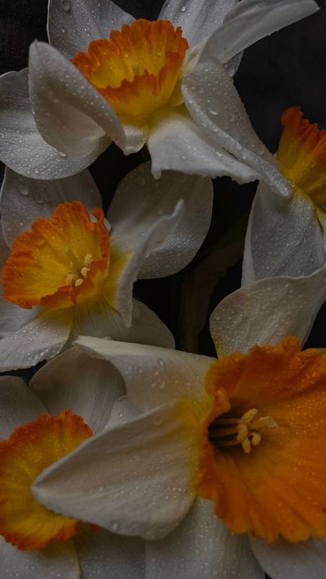 Narcissus Flower Wallpaper, Narcissus Flower Aesthetic, Narcissus Aesthetic, Narcissus Wallpaper, Aesthetic Easter Wallpaper, Narcissus Pseudonarcissus, Aesthetic Easter, Arm Drawing, Narcissus Flower