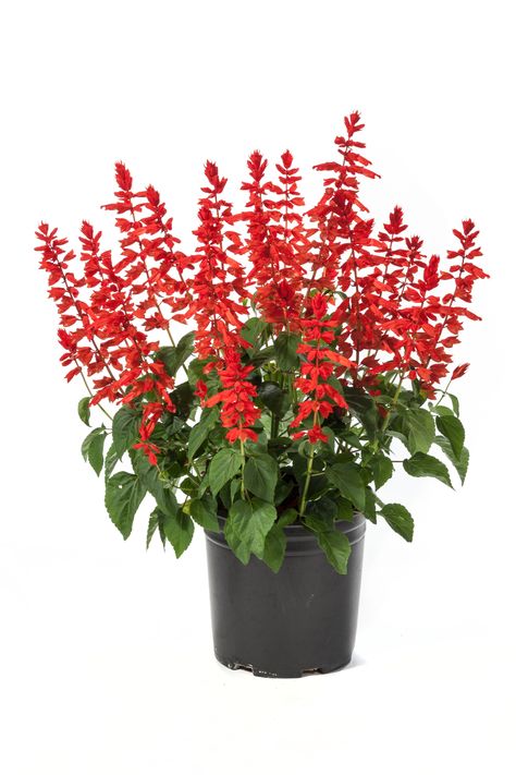 Red Flower Arrangements, Salvia Plants, Tropical Garden Design, Plant Varieties, Full Sun Plants, Greenhouse Plants, Alpine Plants, Plant List, Tall Plants