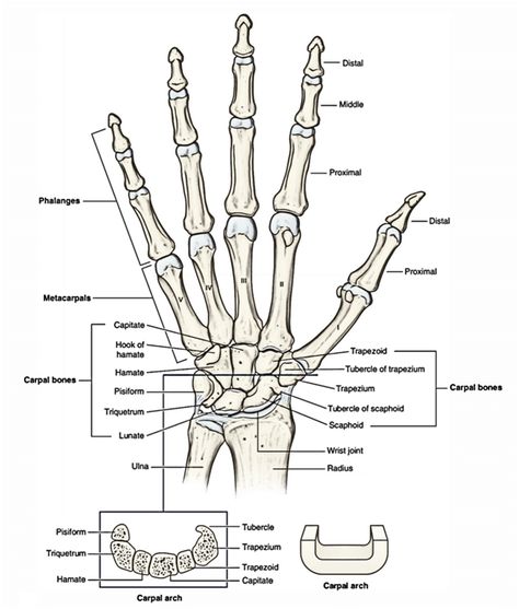 Image result for phalanges Phalanges Anatomy, Bones Of The Hand, Carpal Bones, Limb Anatomy, Upper Limb Anatomy, Therapy Notes, Hand Anatomy, Anatomy Images, Medical Notes