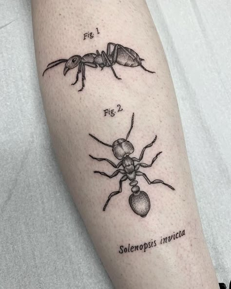 Entomology Tattoo, Left And Right Tattoos, Ants Tattoo, Scientific Tattoo, Insects Tattoo, Ant Tattoo, Illustrative Tattoo, Wildlife Tattoo, Entomology Art