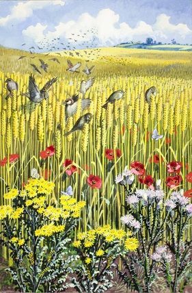 C F Tunnicliffe - Sparrows In A Cornfield Summer Illustrations, Corn Field, Ladybird Books, British Wildlife, Sparrows, Children's Book Illustration, Wildlife Art, Artist Books, Book Illustration