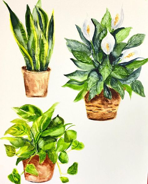 Cute Sketches, Watercolor Plants, Plant Drawing, Watercolor Sketch, Watercolor Artist, Watercolor Illustration, Potted Plants, Still Life, House Plants