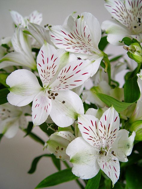 White alstroemeria White Alstroemeria, Alstroemeria Bouquet, Floral Design Classes, Baseball Stitching, Baseball Wedding, Peruvian Lilies, 10 Flowers, Zone 10, Garden Calendar