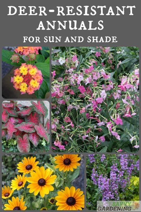 Deer-Resistant Annuals: Colorful Choices for Sun and Shade Deer Repellant Plants, Deer Resistant Shade Plants, Deer Resistant Landscaping, Deer Resistant Annuals, Deer Proof Plants, Shade Annuals, Deer Resistant Flowers, Deer Resistant Garden, Deer Resistant Perennials