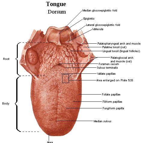 The tongue Tongue Anatomy, Mouth Anatomy Medical, Chest Cavity Anatomy, Body Cavity Anatomy Notes, Cranial Cavity Anatomy, Lingual Tonsils, Oral Cavity Anatomy, Tongue Muscles, Human Tongue