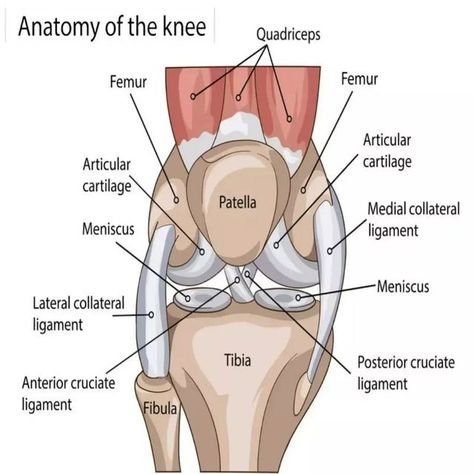 Physical Therapy Assistant Student, Leg Muscles Anatomy, Anatomy Of The Knee, Knee Anatomy, Patellofemoral Pain Syndrome, Anterior Cruciate Ligament, Physical Therapy Assistant, Basic Anatomy And Physiology, Cruciate Ligament