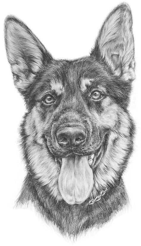 Pet Paintings Dogs, Dog Pencil Drawing, Dog Portrait Drawing, Painted Dogs, Realistic Animal Drawings, Dog Drawings, Dog Portraits Art, Pencil Drawings Of Animals, Animal Drawings Sketches