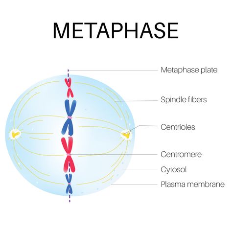 Cell Biology Notes, The Cell Cycle, Educational Websites For Kids, Plasma Membrane, Cell Cycle, Cell Division, Biology Lessons, Biology Notes, Cell Biology