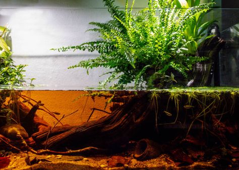 Blackwater Aquarium, Aquarium Layout, Axolotl Tank, Biotope Aquarium, Aqua Tank, Aquascape Design, Aquarium Landscape, Betta Tank, Aquascape Aquarium