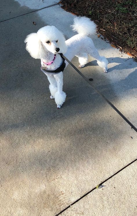 Toy Poodle Shaved Face, White Poodle Haircut Styles, White Toy Poodle Haircut Styles, Mini Poodle Haircut Styles, Bichon Frise Haircut Styles, Toy Poodle Puppy Cut, Dogs Haircut, Poodle Puppy Cut, Dog Grooming Salon Decor