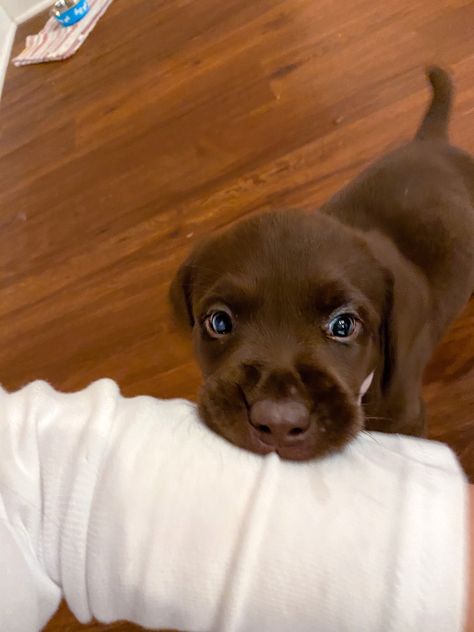 Lab puppy dog chocolate lab Puppy Chocolate Lab, Chocolate English Lab, Chocolate Lab Mix, Chocolate Labradors, Chocolate Lab Puppy, Chocolate Lab Puppies, Chocolate Labs, Dog Angel, Cute Puppy Pictures