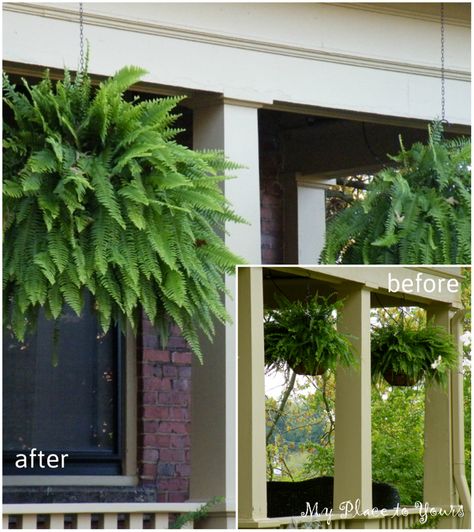 Porch Ferns Hanging Baskets, Fern Planters, Outdoor Mural, Wild Ferns, Designing A Garden, Garden From Scratch, Hanging Ferns, Potted Ferns, Southern Porches