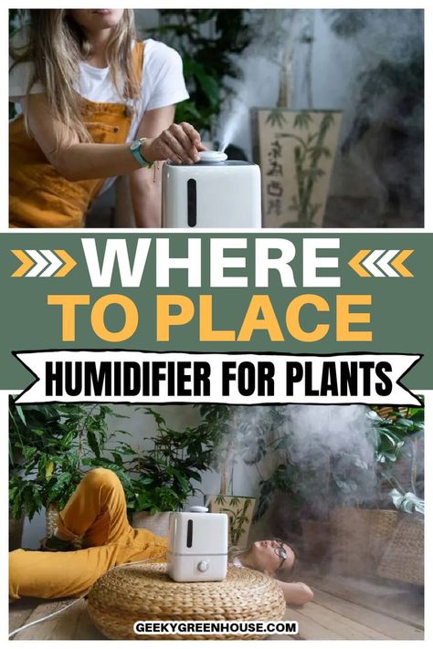 Many houseplants like a good amount of humidity. Learn where to place your humidifier for your houseplants in this easy to follow guide. If you have fussy tropical houseplants like caladium or begonia, you'll want to learn exactly where to place your humidifier! Natural Humidifier Diy, Diy Plant Humidifier, Bedroom Humidifier Aesthetic, Fig Plant Indoor, Humidifier For Plants, Staghorn Plant, Plant Humidifier, Homesteading Projects, Humidifier Benefits