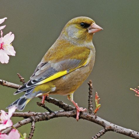 Greenfinch Ks3 Art, Greenfinch, Visual Impairment, Finches Bird, Different Birds, British Wildlife, Food Accessories, Bird Food, Colorful Bird