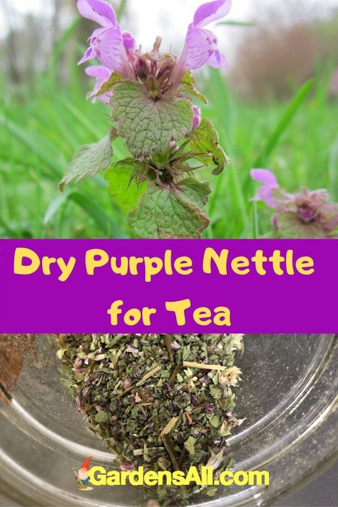 Dry Purple Dead Nettle for Beneficial Medicinal Tea - Weeds With Purple Flowers GardensAll.com Deadnettle Tea, Purple Nettle Recipes, How To Dry Purple Dead Nettle, Purple Nettle Uses, Purple Dead Nettle Tincture, Dead Nettle Recipes, Purple Dead Nettle Recipes, Purple Dead Nettle Uses, Purple Dead Nettle Tea