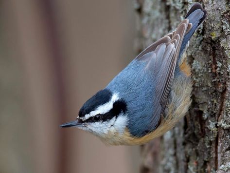 Red Breasted Nuthatch, Western Mountains, Nuthatches, Evergreen Forest, Gray Cap, Tree Canopy, Chickadees, Tree Trunks, All Birds