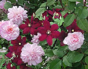 clematis-rose combination Clematis And Roses Together, Clematis Combinations, Clematis Niobe, Olivia Rose Austin, Rose Companion Plants, Rose Garden Landscape, Gladiolus Bulbs, Garden Companion Planting, Rose Garden Design